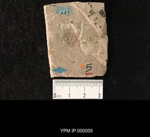 Dokumentasi YPM IP 000005 dengan identifikasi pada sumber Acilius florissantensis. Isi dan label gambar dipertahankan.