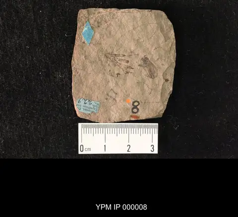 Dokumentasi YPM IP 000008 dengan identifikasi pada sumber Meracantha lacustris. Isi dan label gambar dipertahankan.