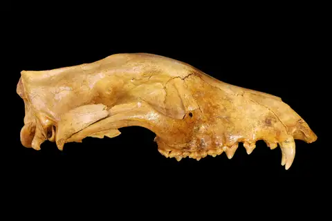 Dokumentasi P 24870 dengan identifikasi pada sumber Thylacinus cynocephalus. Isi dan label gambar dipertahankan.