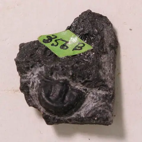 Dokumentasi USNM PAL95041 dengan identifikasi pada sumber Utia curio. Isi dan label gambar dipertahankan.