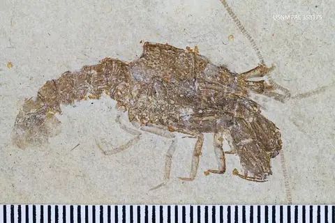 Dokumentasi USNM PAL358175 dengan identifikasi pada sumber Glyphea pseudoscyllarus. Isi dan label gambar dipertahankan.