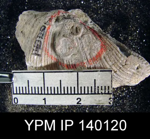 Dokumentasi YPM IP 140120 dengan identifikasi pada sumber Cardinocrania indica. Isi dan label gambar dipertahankan.