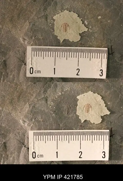 Dokumentasi YPM IP 421785 dengan identifikasi pada sumber Redlichia (Pteroredlichia) murakamii. Isi dan label gambar dipertahankan.