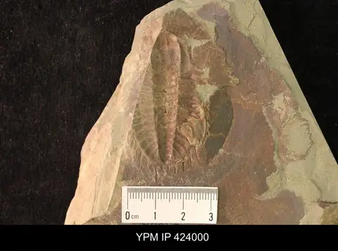 Dokumentasi YPM IP 424000 dengan identifikasi pada sumber Olenoides paraptus. Isi dan label gambar dipertahankan.