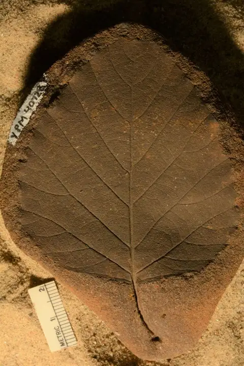 Dokumentasi YPM PB 040728 dengan identifikasi pada sumber Viburnum lesquereuxii. Isi dan label gambar dipertahankan.