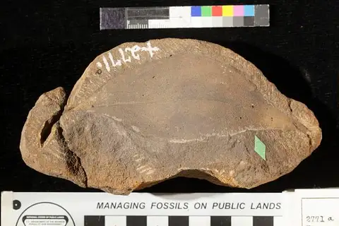 Dokumentasi USNM P2771A dengan identifikasi pada sumber Ficus inaequalis. Isi dan label gambar dipertahankan.