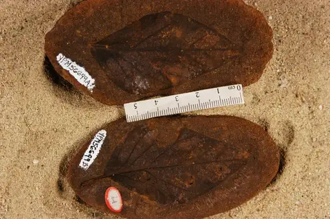Dokumentasi YPM PB 056699 dengan identifikasi pada sumber Rhamnus inaequilateralis. Isi dan label gambar dipertahankan.