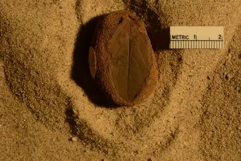 Dokumentasi YPM PB 056682 dengan identifikasi pada sumber Rhamnites apiculatus. Isi dan label gambar dipertahankan.