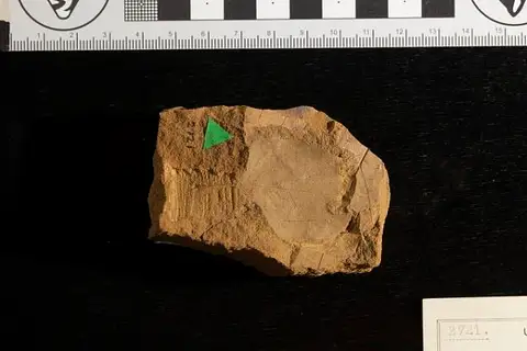 Dokumentasi USNM P2721 dengan identifikasi pada sumber Populus hyperborea. Isi dan label gambar dipertahankan.