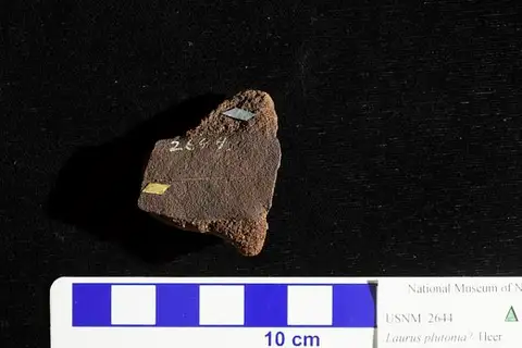 Dokumentasi USNM P2644 dengan identifikasi pada sumber Laurus plutonia. Isi dan label gambar dipertahankan.
