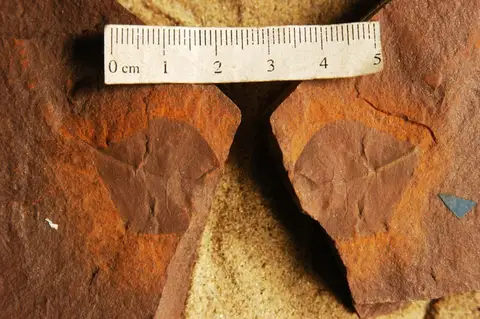 Dokumentasi YPM PB 011519.A dengan identifikasi pada sumber Celastrophyllum crassipes. Isi dan label gambar dipertahankan.