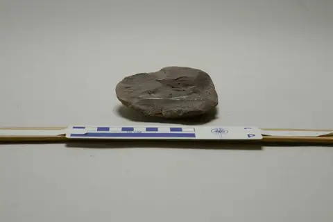 Dokumentasi YPM IP 212572 dengan identifikasi pada sumber Arthropleura armata. Isi dan label gambar dipertahankan.