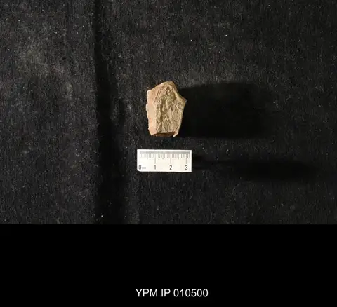 Dokumentasi YPM IP 010500 dengan identifikasi pada sumber Changshania conica. Isi dan label gambar dipertahankan.