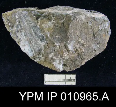 Dokumentasi YPM IP 010965.A dengan identifikasi pada sumber Meekella irregularis. Isi dan label gambar dipertahankan.