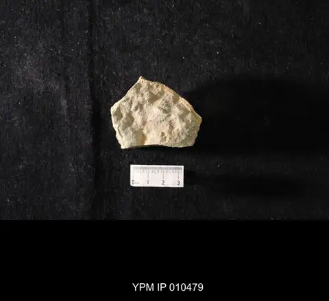 Dokumentasi YPM IP 010479 dengan identifikasi pada sumber Blackwelderia sinensis. Isi dan label gambar dipertahankan.