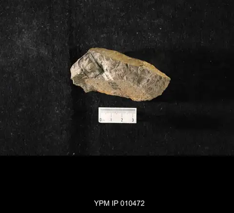 Dokumentasi YPM IP 010472 dengan identifikasi pada sumber Chuangia batia. Isi dan label gambar dipertahankan.