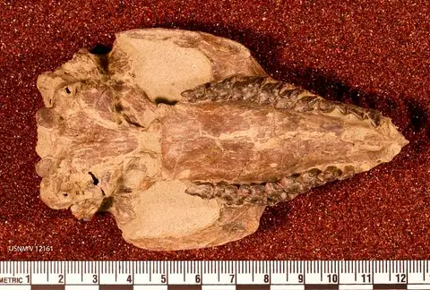 Dokumentasi USNM V12161 dengan identifikasi pada sumber Protypotherium australe. Isi dan label gambar dipertahankan.
