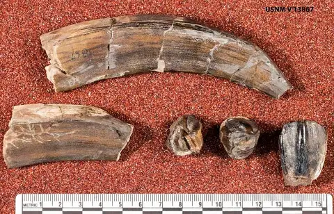 Dokumentasi USNM V13867 dengan identifikasi pada sumber Astrapotherium magnum. Isi dan label gambar dipertahankan.