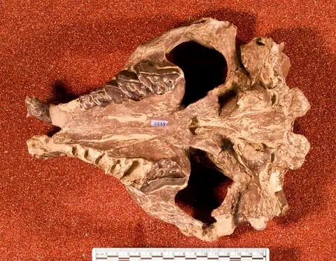 Dokumentasi USNM V5933 dengan identifikasi pada sumber Nesodon ovinus. Isi dan label gambar dipertahankan.