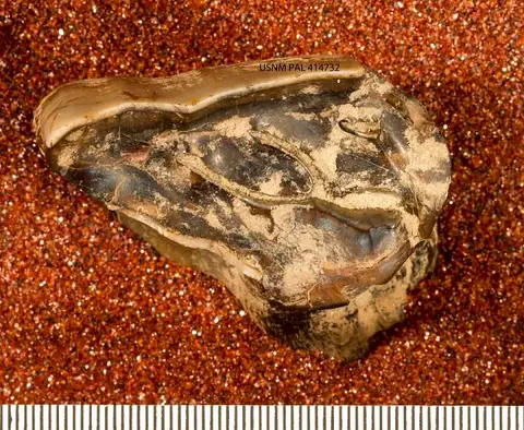 Dokumentasi USNM PAL414732 dengan identifikasi pada sumber Nesodon imbricatus. Isi dan label gambar dipertahankan.