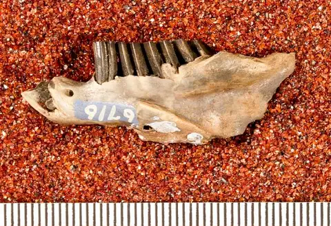 Dokumentasi USNM V6716 dengan identifikasi pada sumber Eocardia montana. Isi dan label gambar dipertahankan.