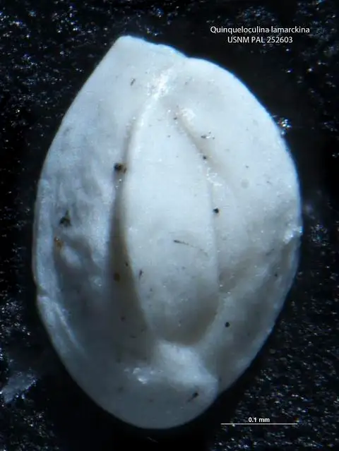 Dokumentasi USNM PAL252603 dengan identifikasi pada sumber Quinqueloculina lamarckiana. Isi dan label gambar dipertahankan.