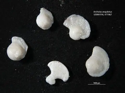 Dokumentasi USNM PAL471967 dengan identifikasi pada sumber Archaias angulatus. Isi dan label gambar dipertahankan.