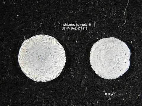 Dokumentasi USNM PAL471815 dengan identifikasi pada sumber Amphisorus hemprichii. Isi dan label gambar dipertahankan.
