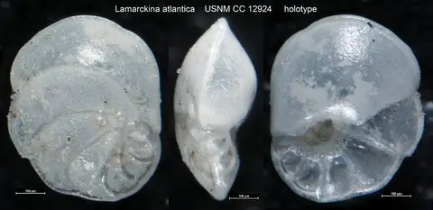 Dokumentasi USNM CC12924 dengan identifikasi pada sumber Lamarckina atlantica. Isi dan label gambar dipertahankan.