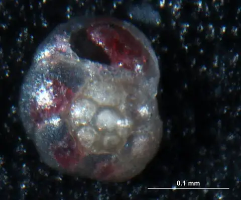 Dokumentasi USNM PAL310240 dengan identifikasi pada sumber Rosalina globularis. Isi dan label gambar dipertahankan.