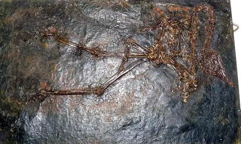 Dokumentasi USNM PAL462392 dengan identifikasi pada sumber Messelornis cristata. Isi dan label gambar dipertahankan.