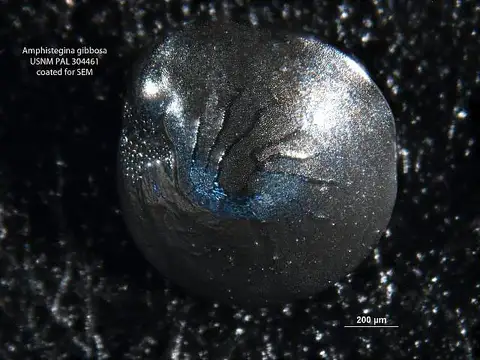 Dokumentasi USNM PAL304461 dengan identifikasi pada sumber Amphistegina gibbosa. Isi dan label gambar dipertahankan.
