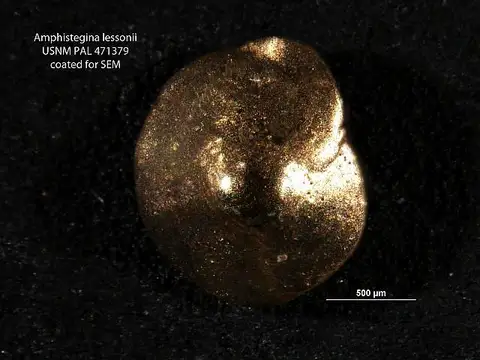 Dokumentasi USNM PAL471379 dengan identifikasi pada sumber Amphistegina lessonii. Isi dan label gambar dipertahankan.