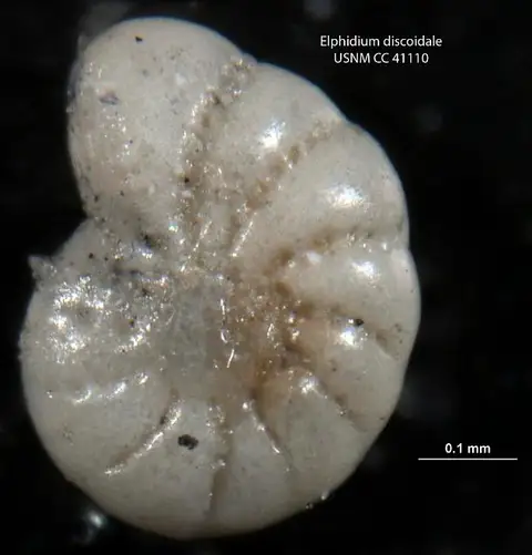 Dokumentasi USNM CC41110 dengan identifikasi pada sumber Elphidium discoidale. Isi dan label gambar dipertahankan.