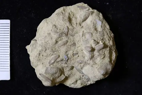 Dokumentasi YPM IP 236683 dengan identifikasi pada sumber Triticites secalicus. Isi dan label gambar dipertahankan.