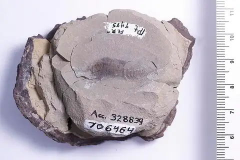 Dokumentasi USNM PAL706464 dengan identifikasi pada sumber Tesnusocaris goldichi. Isi dan label gambar dipertahankan.
