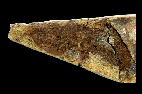 Dokumentasi P 160871 dengan identifikasi pada sumber Marsdenichthys longioccipitus. Isi dan label gambar dipertahankan.