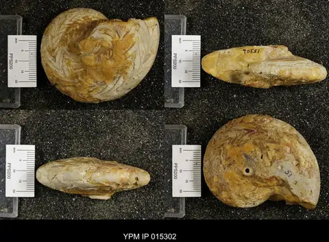 Dokumentasi YPM IP 015302 dengan identifikasi pada sumber Gonioloboceras gracellenae. Isi dan label gambar dipertahankan.