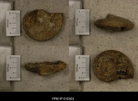 Dokumentasi YPM IP 015303 dengan identifikasi pada sumber Neodimorphoceras plummerae. Isi dan label gambar dipertahankan.