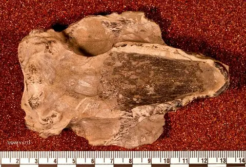 Dokumentasi USNM V6713 dengan identifikasi pada sumber Hegetotherium mirabile. Isi dan label gambar dipertahankan.