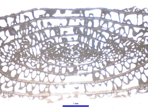 Dokumentasi YPM IP 025280 dengan identifikasi pada sumber Schwagerina franklinensis. Isi dan label gambar dipertahankan.