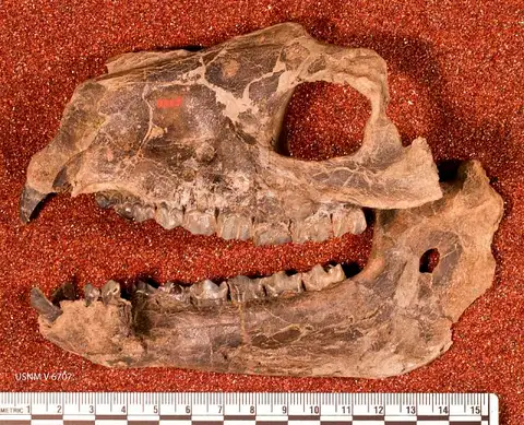 Dokumentasi USNM V6707 dengan identifikasi pada sumber Proterotherium intermedium. Isi dan label gambar dipertahankan.
