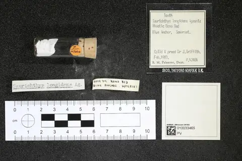 Dokumentasi PV P 42464 dengan identifikasi pada sumber Saurichthys longidens. Isi dan label gambar dipertahankan.