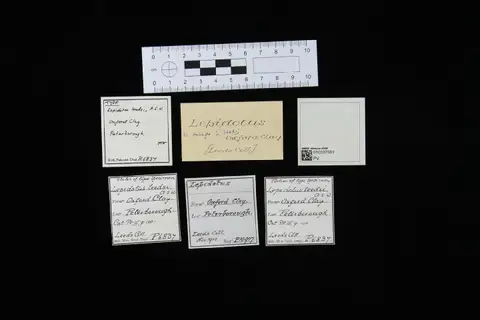 Dokumentasi PV P 6837 dengan identifikasi pada sumber Lepidotus leedsi. Isi dan label gambar dipertahankan.