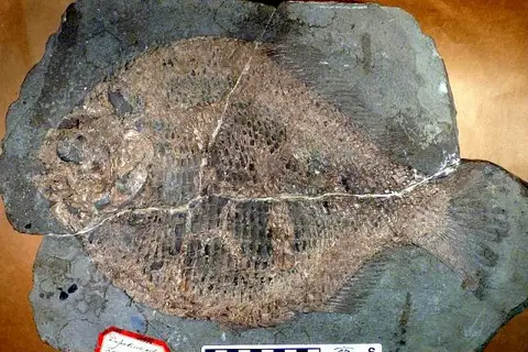 Dokumentasi USNM PAL279854 dengan identifikasi pada sumber Dapedium orbis. Isi dan label gambar dipertahankan.