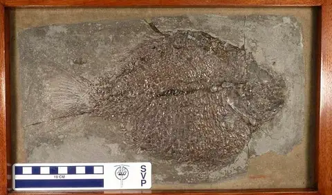 Dokumentasi USNM V1924 dengan identifikasi pada sumber Dapedium colei. Isi dan label gambar dipertahankan.