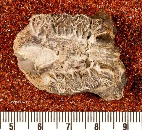Dokumentasi USNM V6715 dengan identifikasi pada sumber Neoreomys australis. Isi dan label gambar dipertahankan.