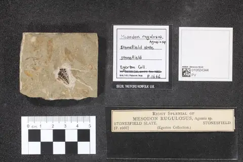 Dokumentasi PV P 1666 dengan identifikasi pada sumber Mesodon rugulosus. Isi dan label gambar dipertahankan.