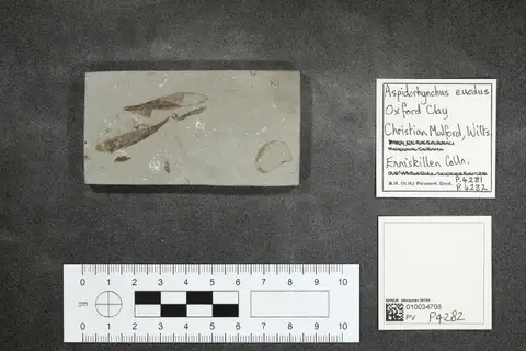 Dokumentasi PV P 4282 dengan identifikasi pada sumber Aspidorhynchus euodus. Isi dan label gambar dipertahankan.