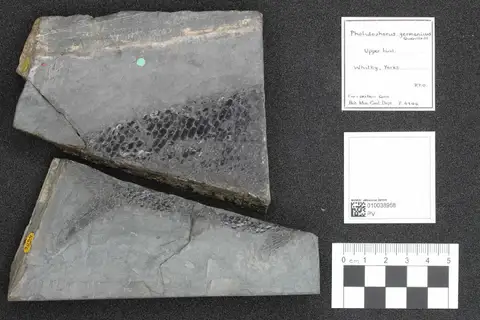 Dokumentasi PV P 4406 dengan identifikasi pada sumber Pholidophorus germanicus. Isi dan label gambar dipertahankan.